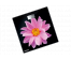 Весы напольные Centek CT-2416 Pink Flower (электрон 180кг, 0,1кг, LCD 45x28, размер 26х26см) 8/упВесы оптом с доставкой по Дальнему Востоку. Большой каталог весов оптом по низким ценам.