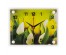 Часы настенные СН 2026 - 168 Тюльпаны прямоуг (20х26) (10)астенные часы оптом с доставкой по Дальнему Востоку. Настенные часы оптом со склада в Новосибирске.